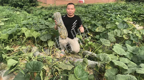 四川農(nóng)戶今年種“健美蜜本”南瓜產(chǎn)量高，品質(zhì)好，感覺巴適得很