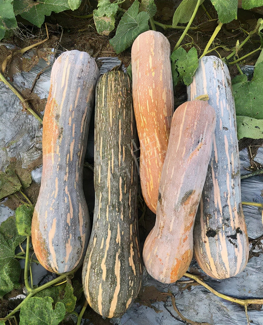 四川農(nóng)戶今年種“健美蜜本”南瓜產(chǎn)量高，品質(zhì)好，感覺巴適得很