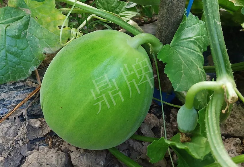 婁底瓜農(nóng)純賺50萬，我這個(gè)“張大膽”榮光了一把
