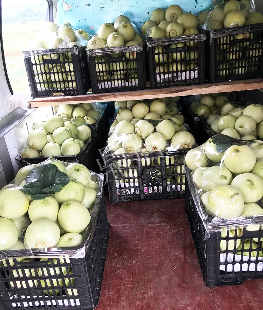 郴州農(nóng)戶種植新品種，果實(shí)又香又甜，很好賣