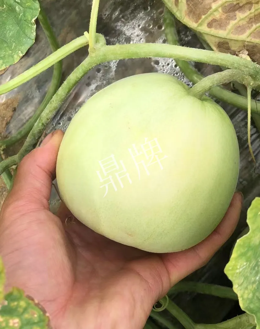 郴州農(nóng)戶種植新品種，果實(shí)又香又甜，很好賣