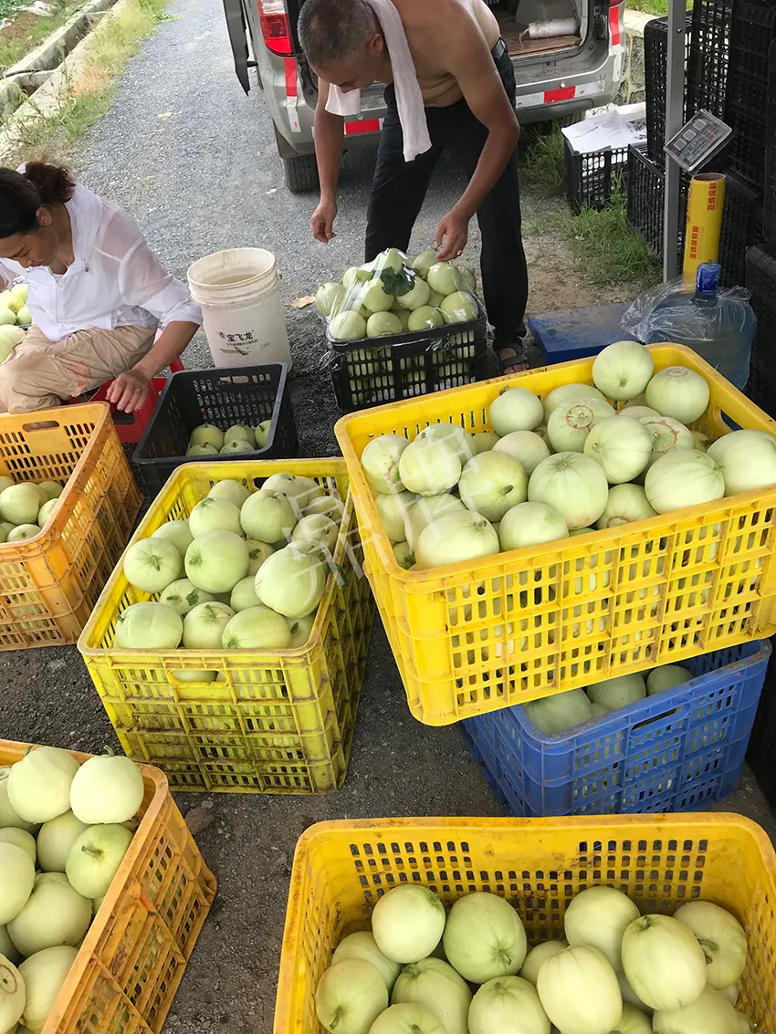 郴州農(nóng)戶種植新品種，果實(shí)又香又甜，很好賣