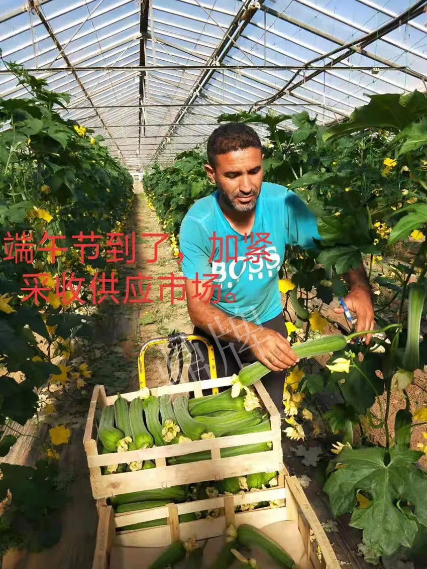 鎮(zhèn)江的何青萍，在法國種植“優(yōu)比1號(hào)”每公斤24元