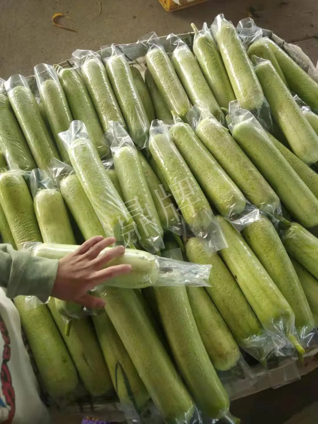 這個絲瓜每畝能掙3萬，沒種植的農(nóng)戶后悔得拍大腿