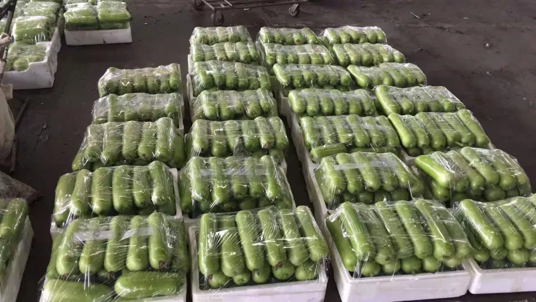 這個品種上市早，價格好！我連續(xù)種了三年，滿意