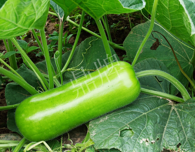 蔬菜種子種植戶客戶點(diǎn)評(píng)-牛逼！我露地栽培的瓠瓜，比別人大棚的還早上市！