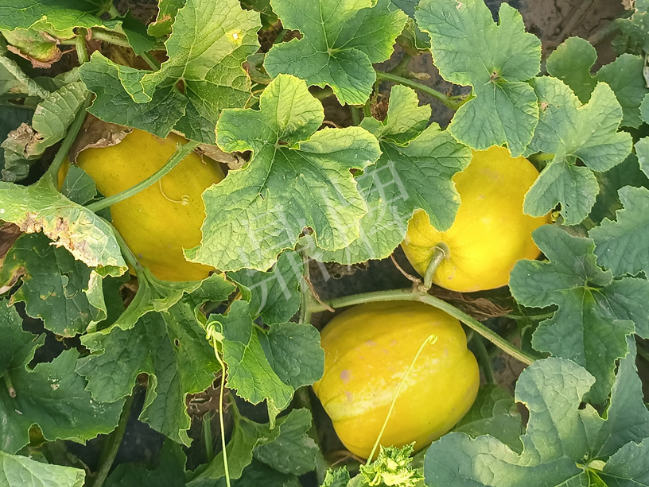 蔬菜種子種植戶客戶點(diǎn)評(píng)-種它！種它！高溫季節(jié)就種它！