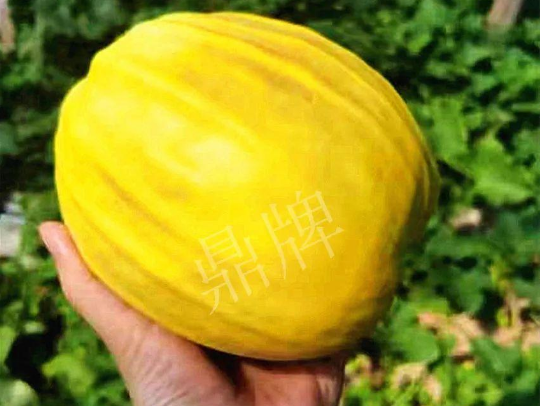 蔬菜種子種植戶客戶點(diǎn)評(píng)-我的甜瓜賣20元1市斤，與大家分享…