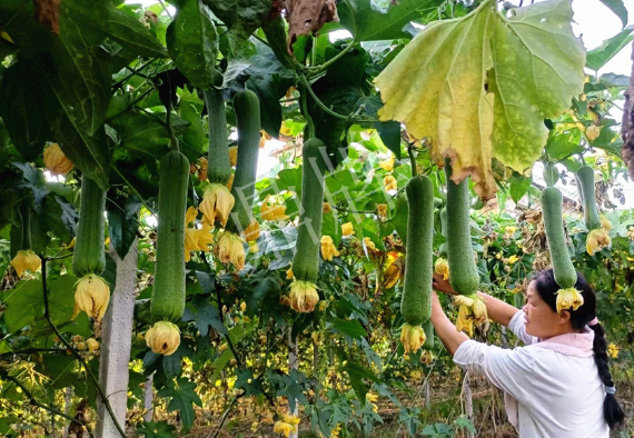 蔬菜種子種植戶客戶點(diǎn)評(píng)-8月，持續(xù)高溫下，這種絲瓜少見(jiàn)，少見(jiàn)！