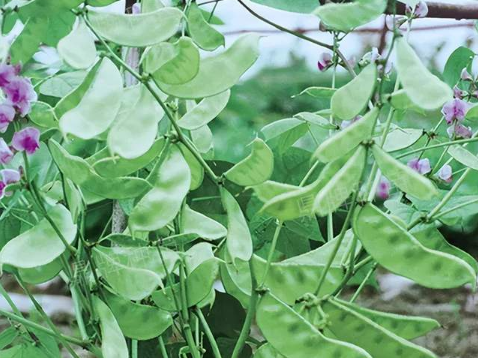 蔬菜種子種植戶客戶點(diǎn)評-鼎牌幫我度難關(guān)，決心助我大豐收！