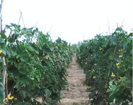 蔬菜種子種植戶客戶點(diǎn)評-種植這個(gè)品種，獲得高收入，老婆的功勞最大
