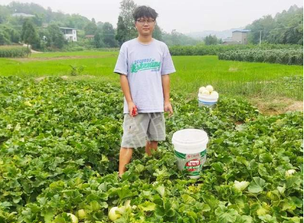 蔬菜種子種植戶客戶點(diǎn)評-甜瓜新品上市，每個(gè)賣9元，很暢銷！