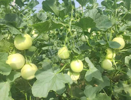 蔬菜種子種植戶客戶點(diǎn)評-種植這個(gè)新品種，我感到非常滿意！