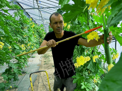 蔬菜種子種植戶客戶點(diǎn)評-這種絲瓜在法國，批發(fā)都是30元/kg