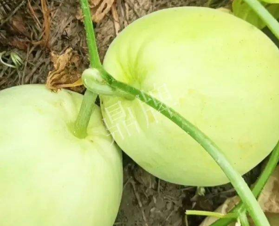 蔬菜種子種植戶客戶點(diǎn)評-我終于找到滿意的甜瓜品種了！