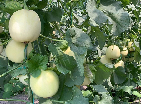 蔬菜種子種植戶客戶點(diǎn)評(píng)-“玉奶香2號(hào)”甜瓜，真的有那么好嗎？