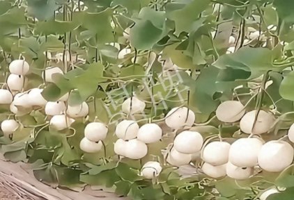 蔬菜種子種植戶客戶點(diǎn)評(píng)-現(xiàn)在的瓜菜價(jià)格不好，但我種植的優(yōu)質(zhì)甜瓜還是有好的收入！