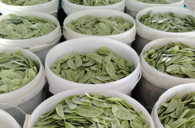 蔬菜種子種植戶客戶點(diǎn)評(píng)-時(shí)隔20年，我再種這個(gè)品種，大家來(lái)看看，怎么樣？