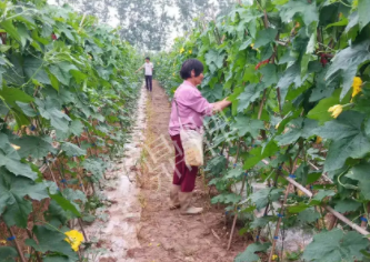 蔬菜種子種植戶客戶點(diǎn)評(píng)-85歲老奶奶，還是種植基地的領(lǐng)頭人，做的怎么樣？一起去看看…