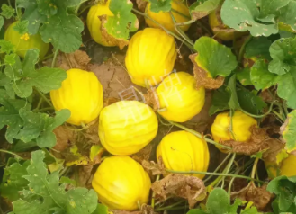 蔬菜種子種植戶客戶點(diǎn)評(píng)-瓜農(nóng)說：“還得是這個(gè)品種啊！”，什么品種讓種植戶如此感慨？